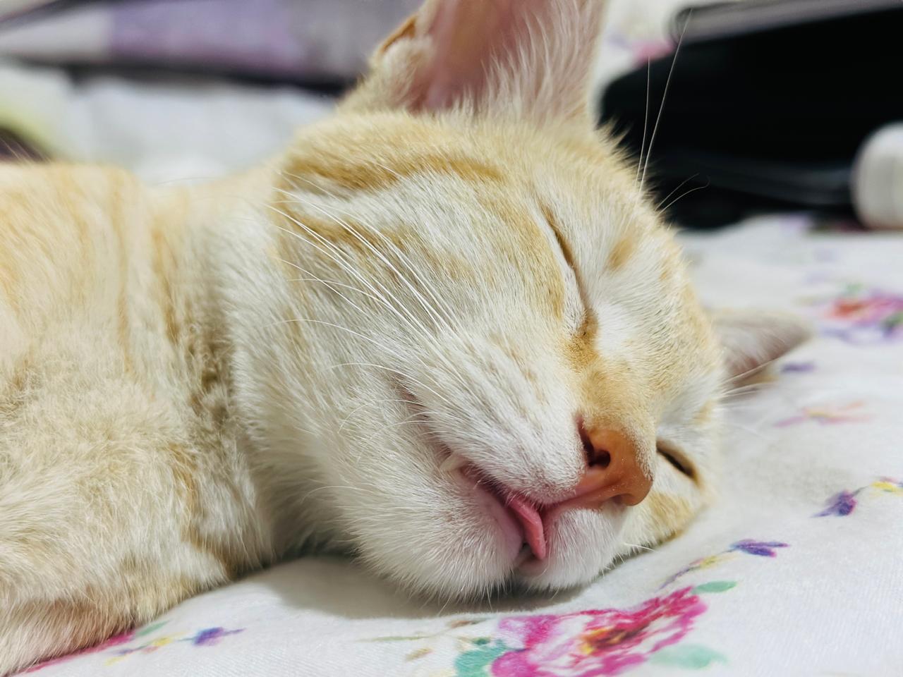Tricks to Teach Your Cat