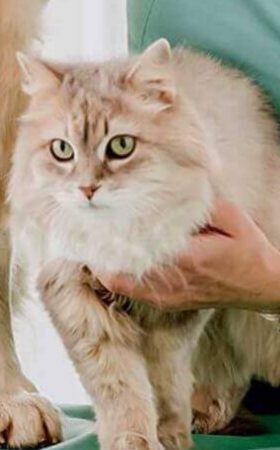 WHAT IS THE MEANING OF CATS SOUNDS